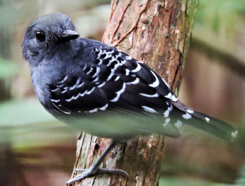 Scaled-backed Antbird